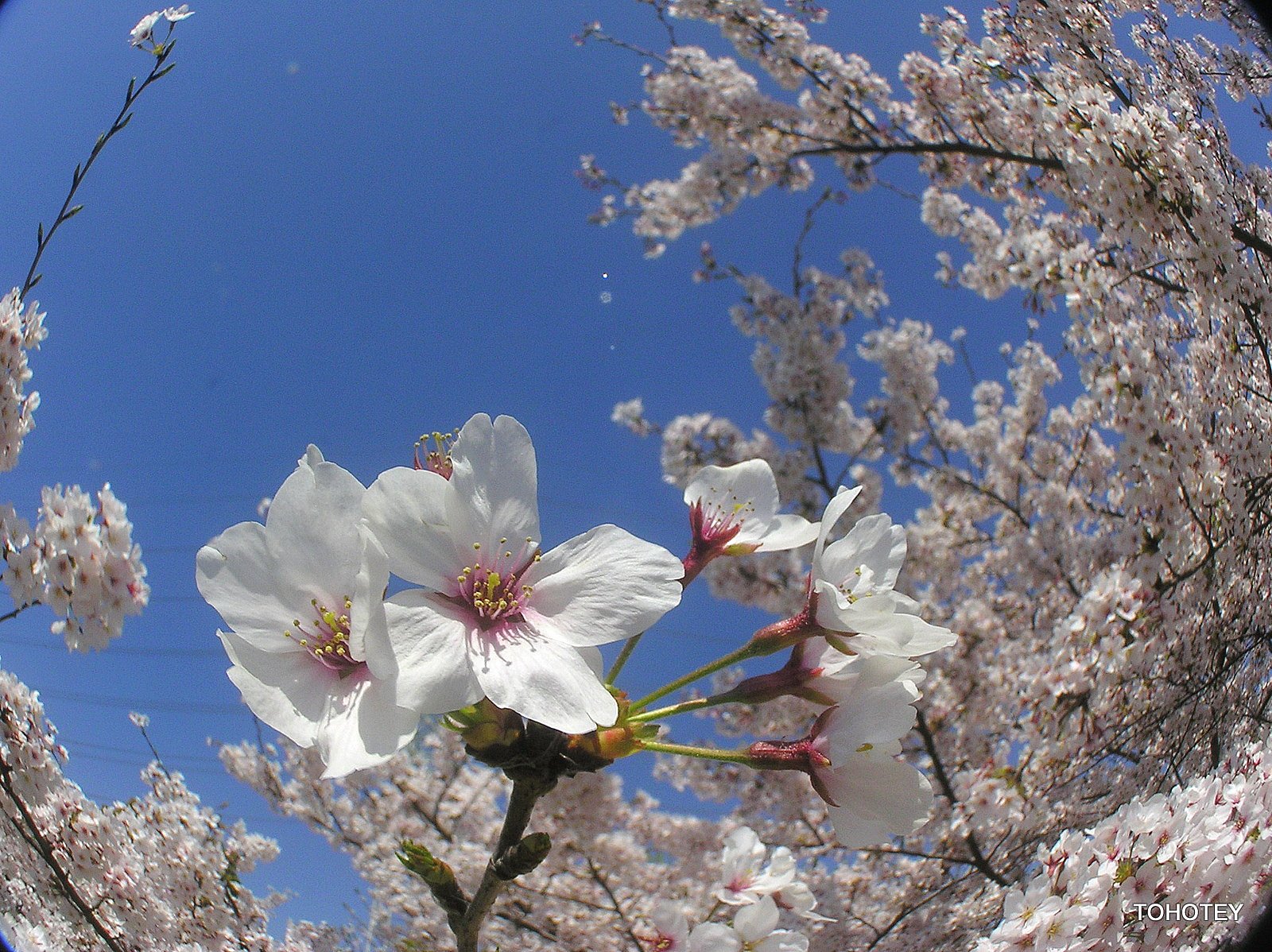 夏日の桜