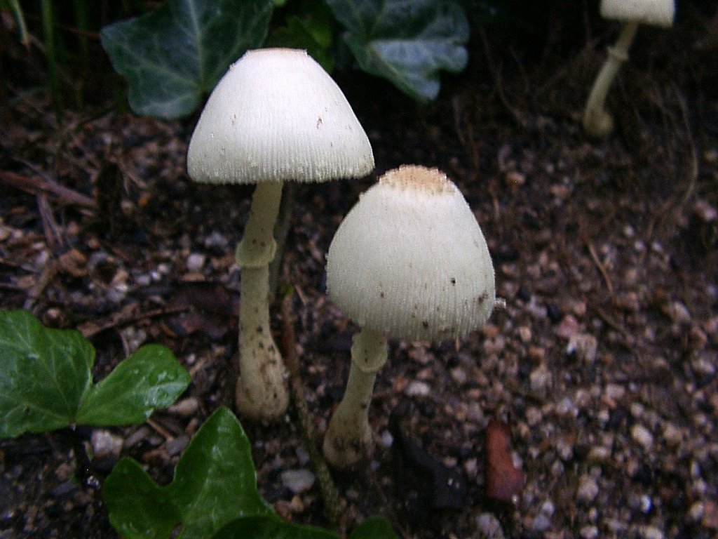 突然キノコが