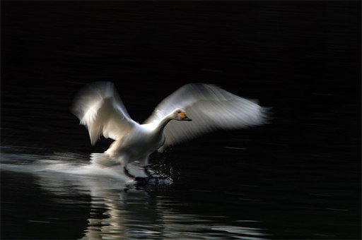 白鳥の着水