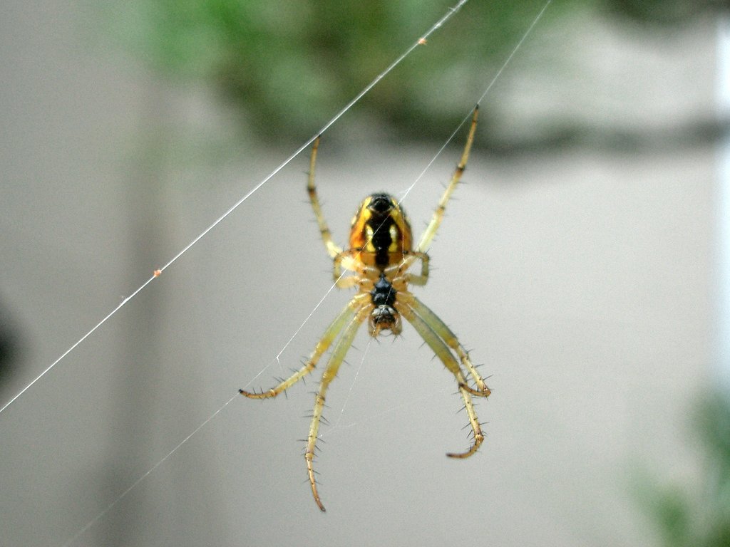 曾孫？