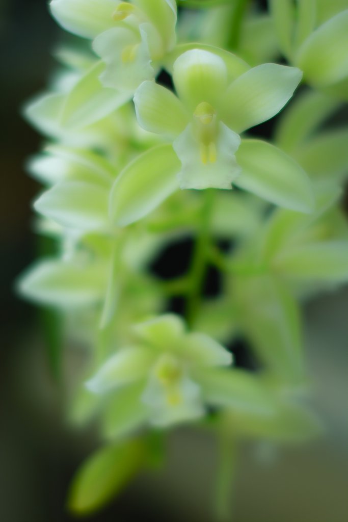 公園の花