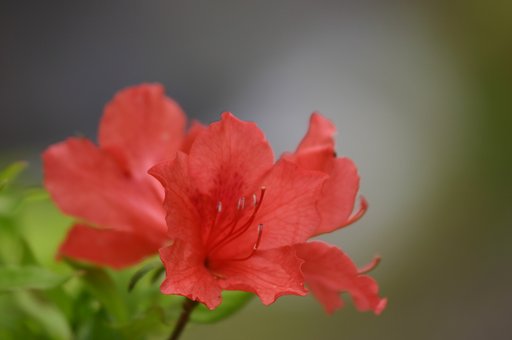 ツツジのといき
