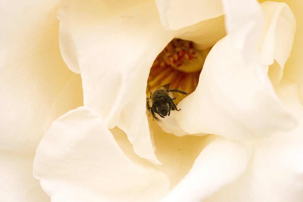 ワンタンの中の蜂だか？ハエだか？