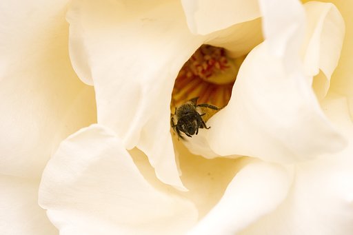 ワンタンの中の蜂だか？ハエだか？