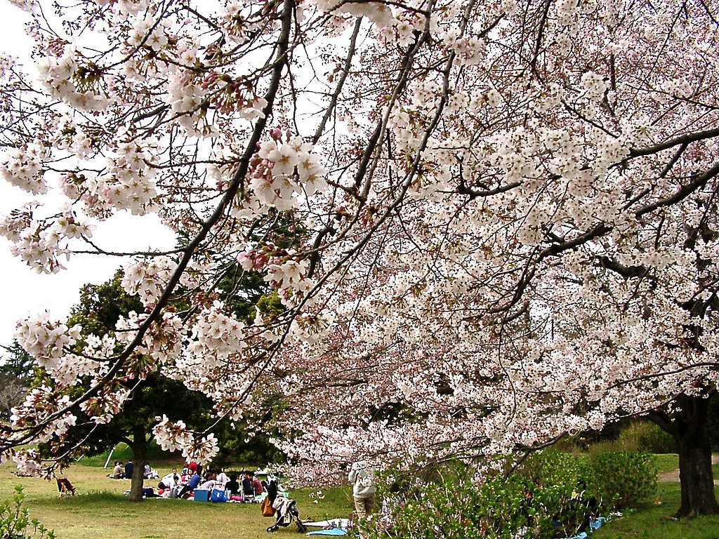 ■サクラ撮りある記-05 昭和記念公園④