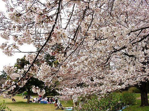 ■サクラ撮りある記-05 昭和記念公園④