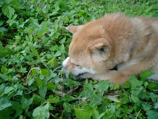一生懸命生のタケノコを！