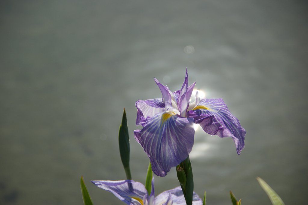 輝く菖蒲！！
