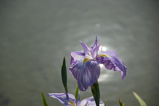 輝く菖蒲！！