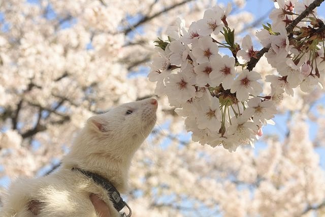 フェレットの花見