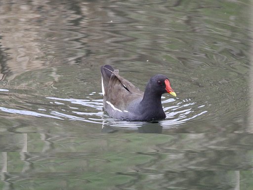 名古屋市の鳥？・・・バンです