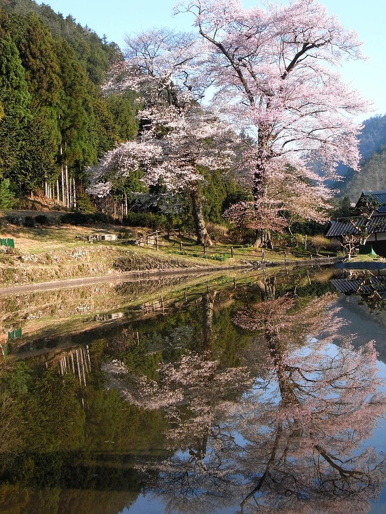 苗代桜
