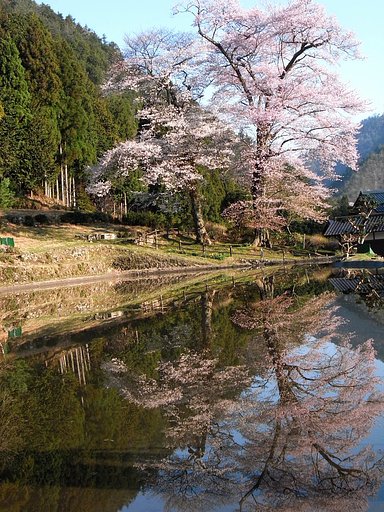 苗代桜