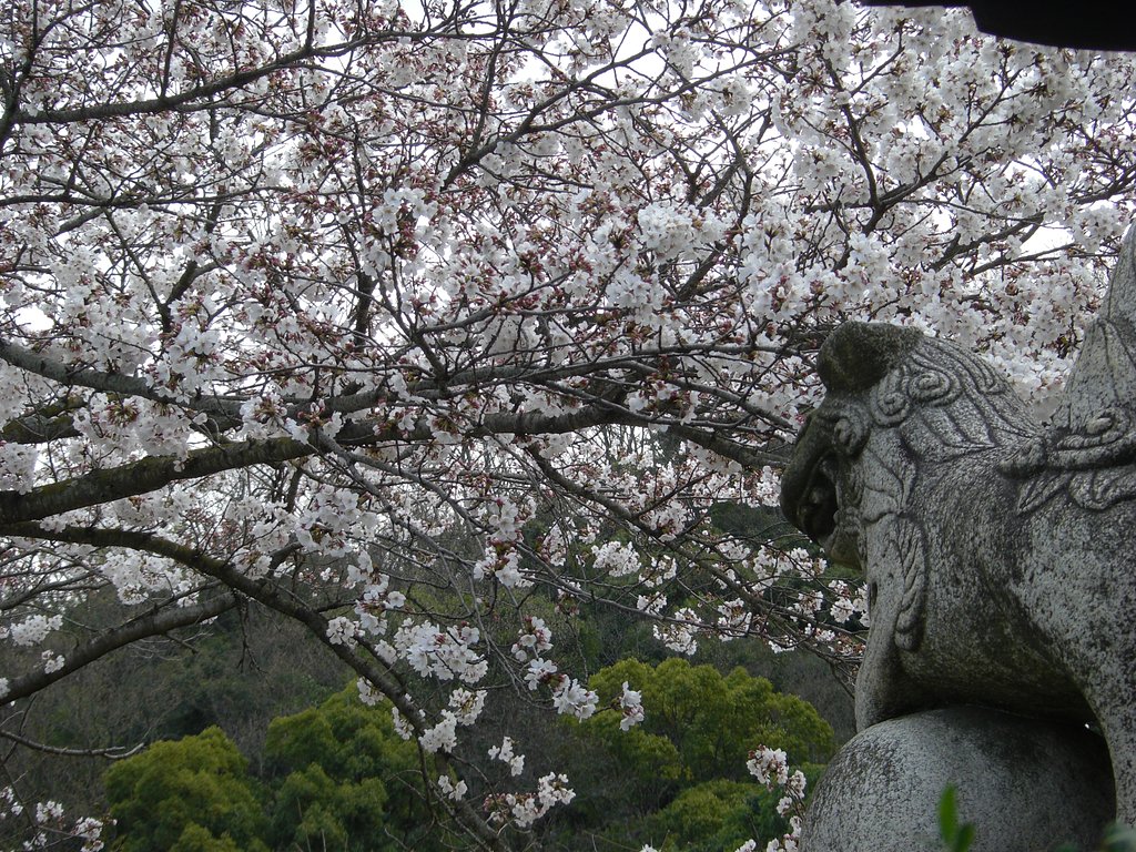 狛犬と桜