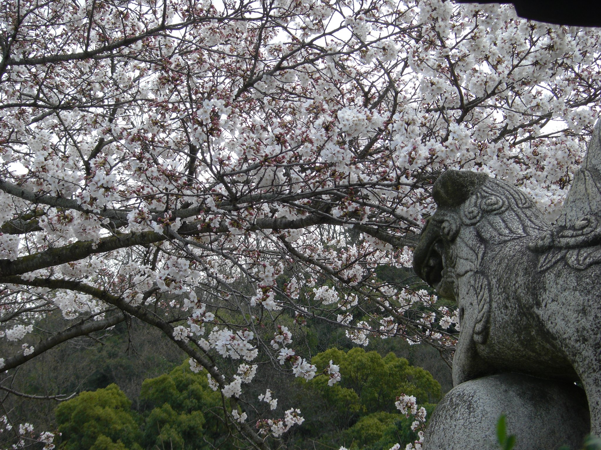 狛犬と桜