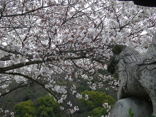 狛犬と桜