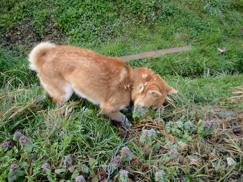 農道土手をほじくり始めました。