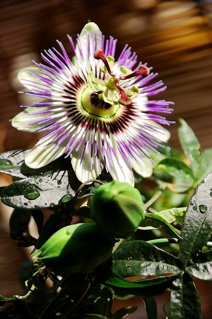 花時計