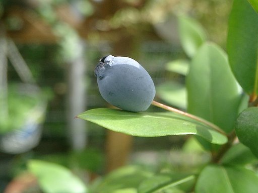 【ザ・ワールド】マクロで見る植物の世界