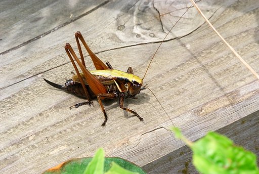キリギリスの仲間？