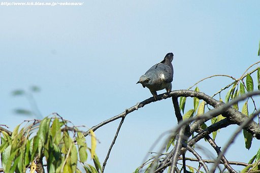 筒鳥編・・ホトトギス