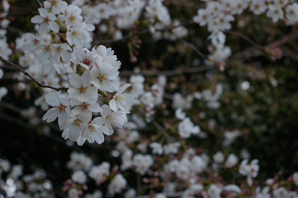 桜日和
