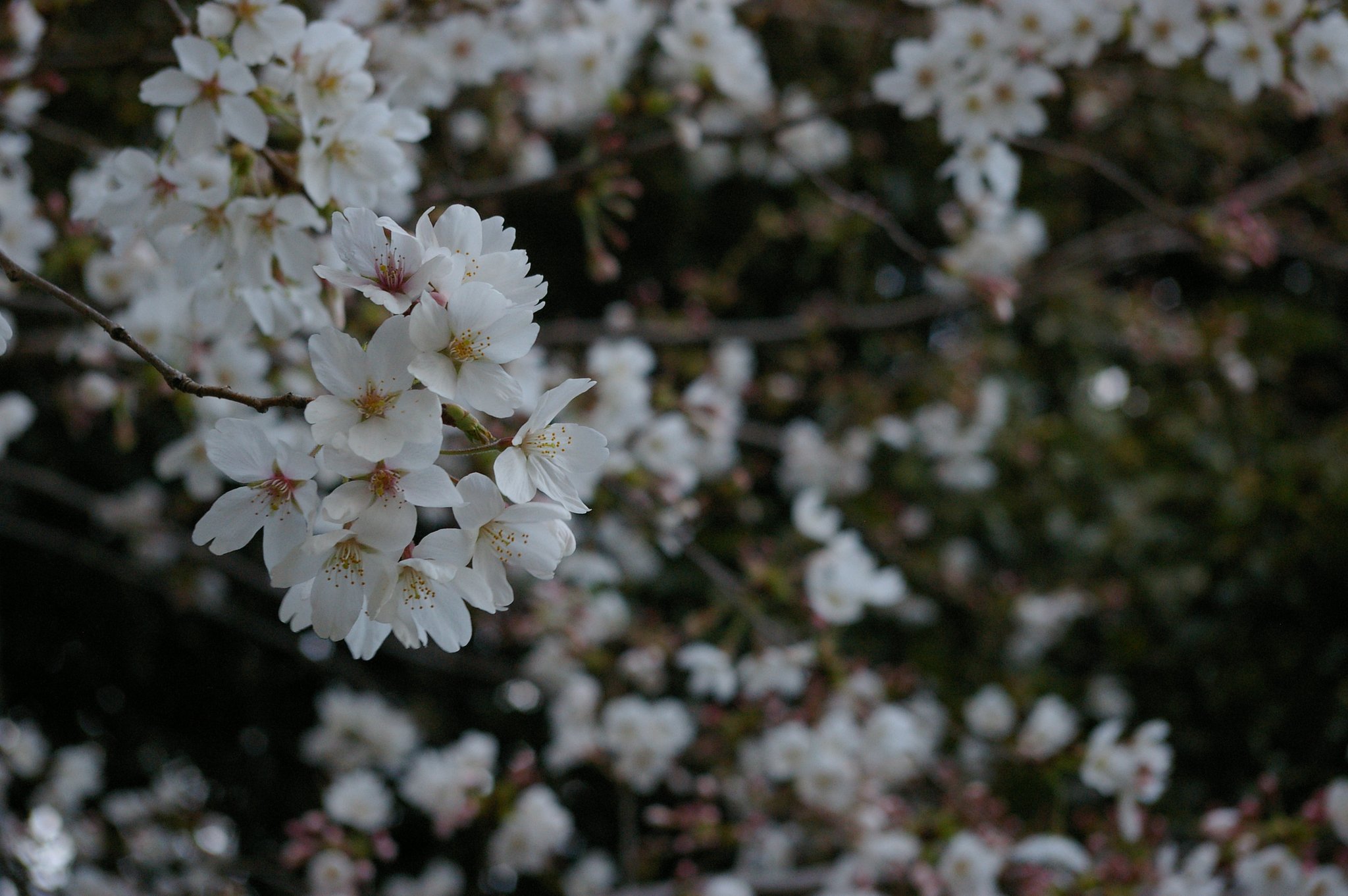 桜日和