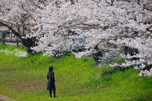ひとりでお花見