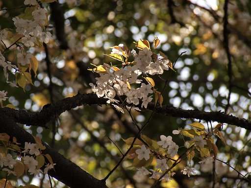 【ザ・ワールド】 桜の世界（木漏れ日の山桜）