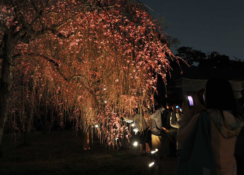 二条城の桜