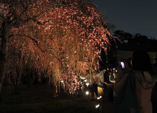二条城の桜