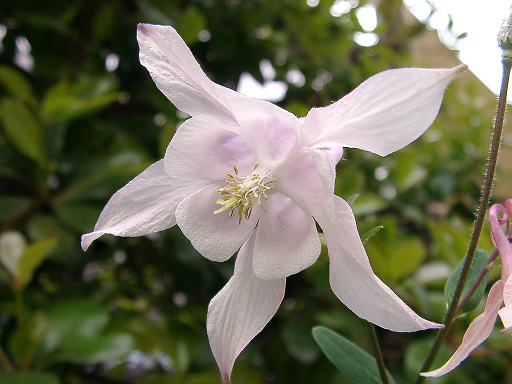 ●我が家の花③止 オダマキ