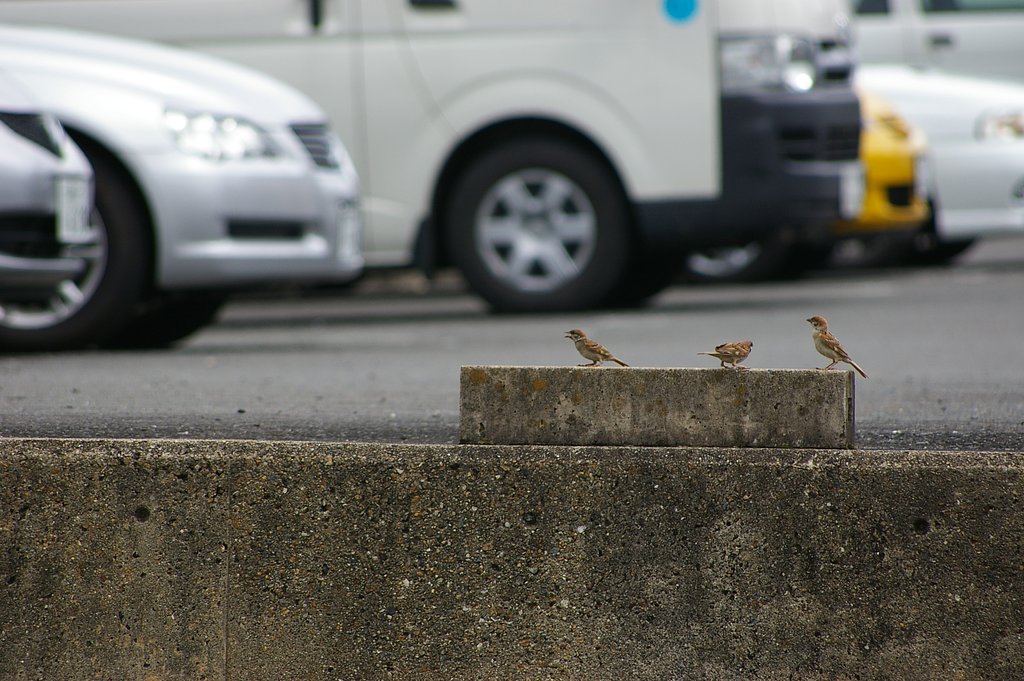 気をつけて渡るんだよ！　え？何？