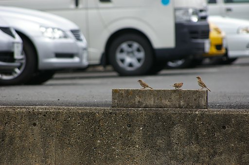 気をつけて渡るんだよ！　え？何？
