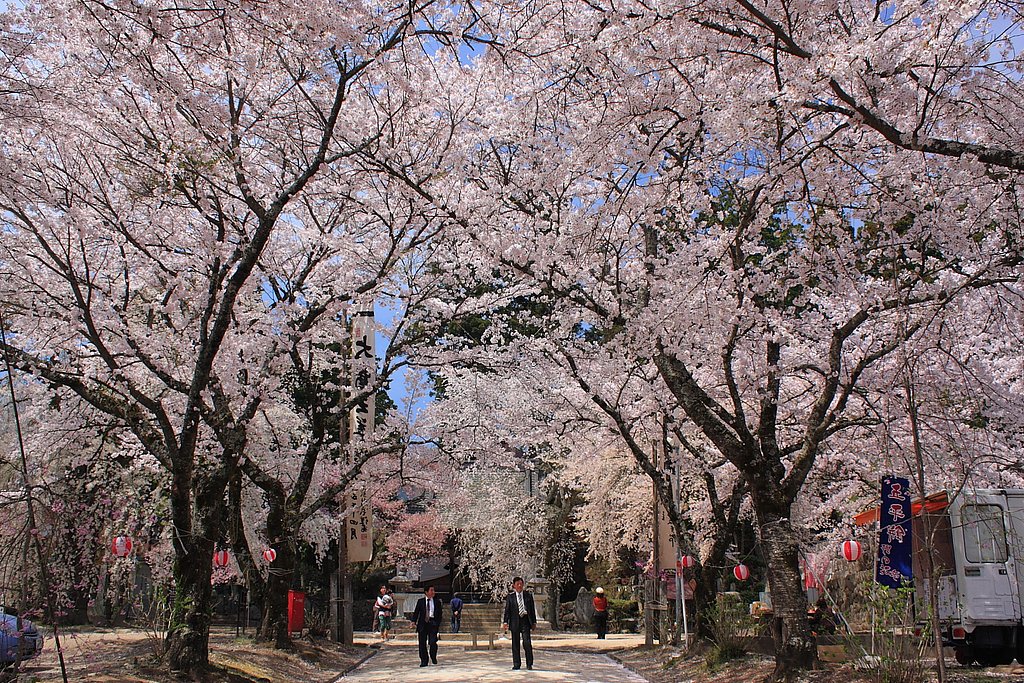 桜満開