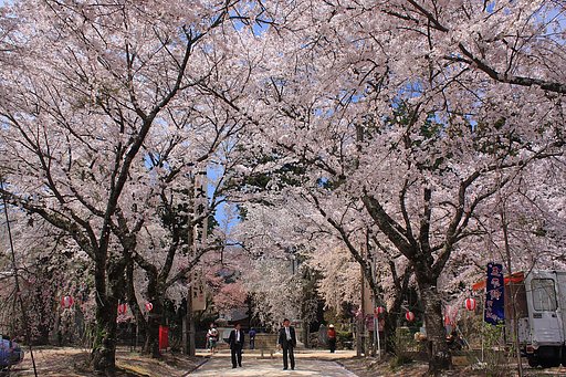 桜満開