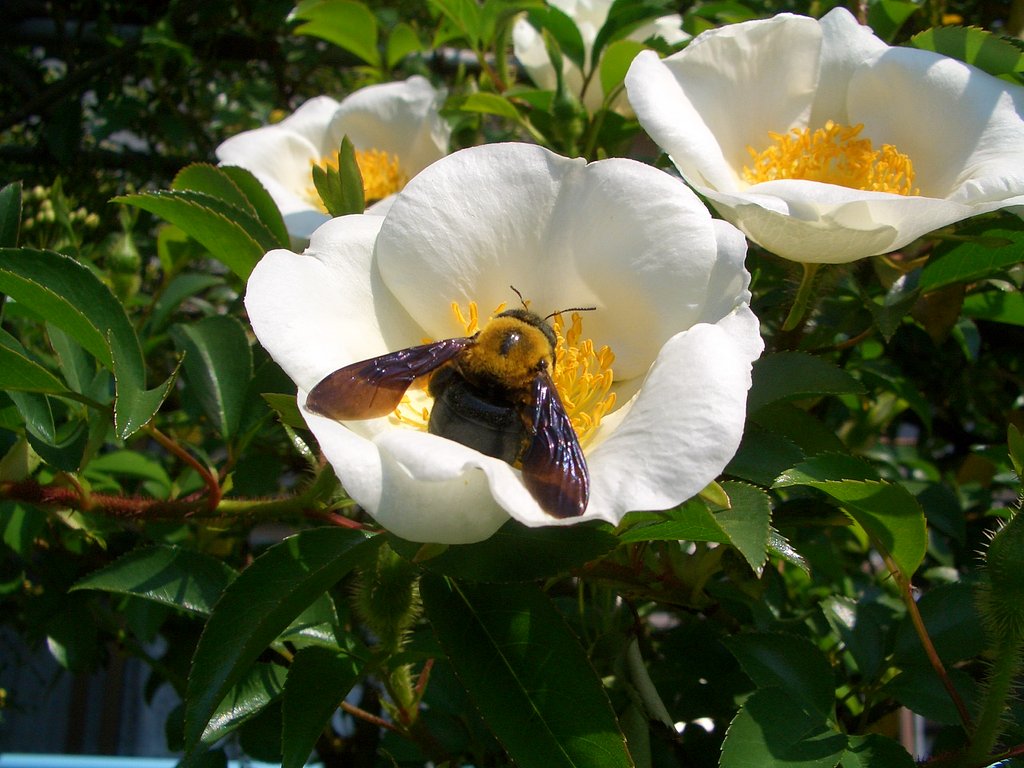 ナニワイバラ（難波薔薇）と？虫