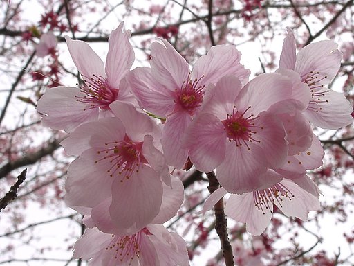 ■サクラ撮りある記-10 昭和記念公園⑨