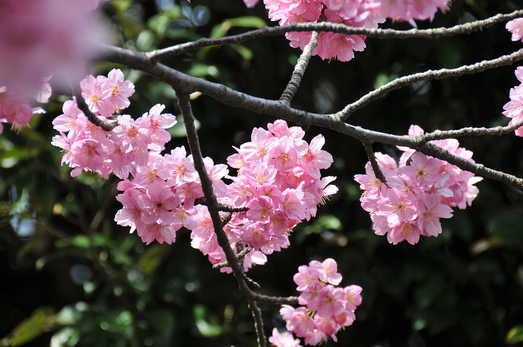 今年の桜