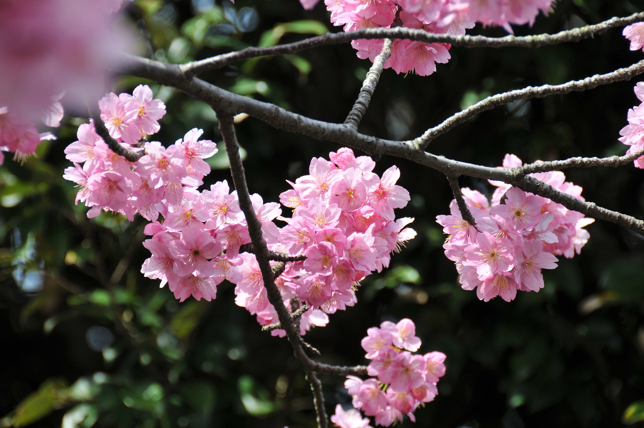 今年の桜
