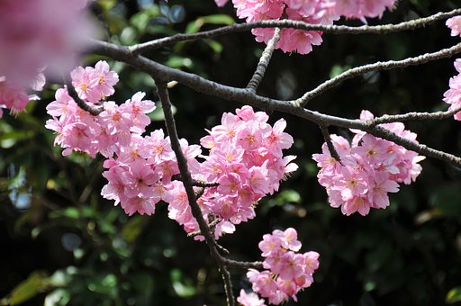 今年の桜