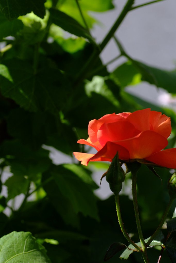 薔薇の季節２