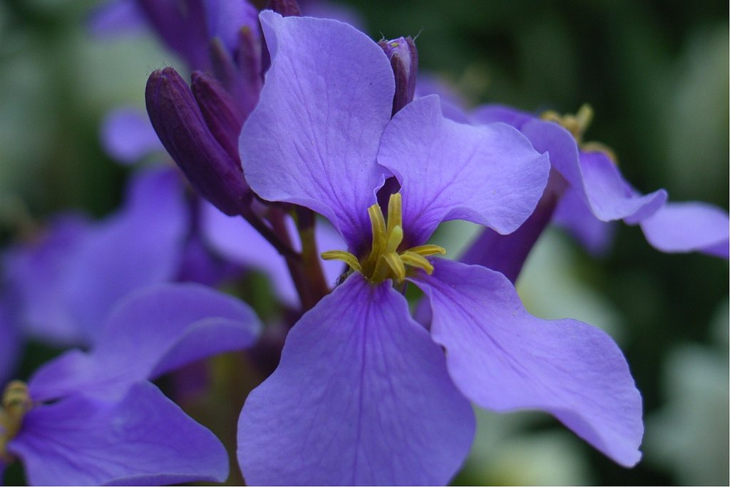 満開