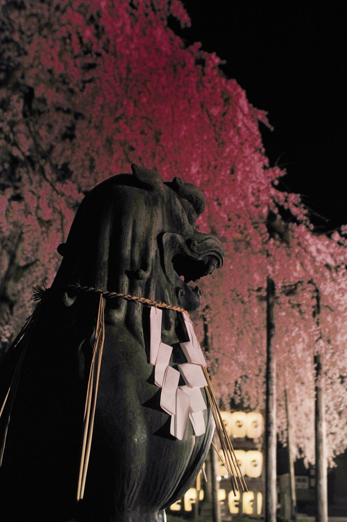 大石神社の桜