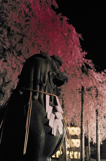 大石神社の桜