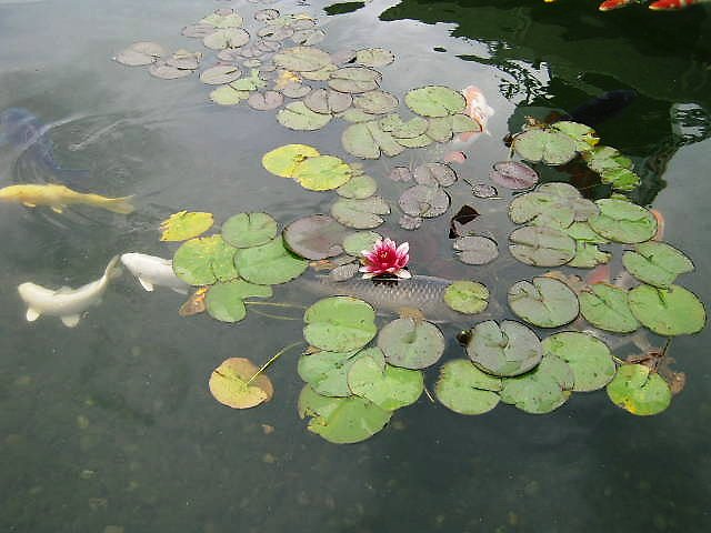 酒屋の池