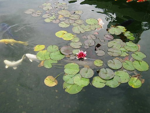 酒屋の池