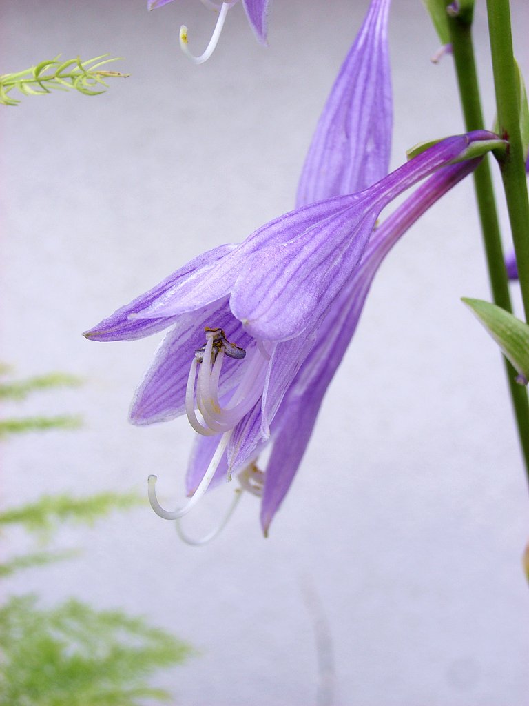 遠慮勝ちに