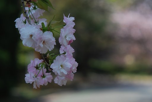 P.Angenieux 90mmF1.8