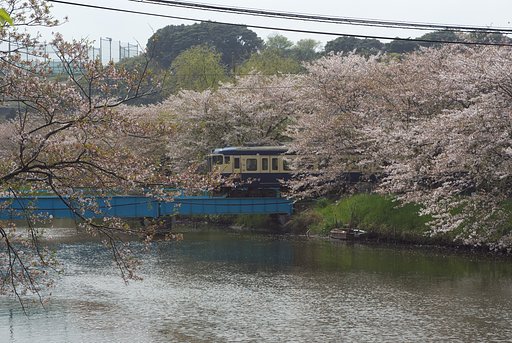 桜と電車